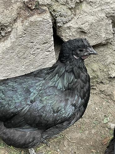 Quşlar: Toyuq, Damazlıq — 3