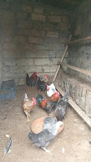 herati xoruz: Cavan aktiv. xoruzdar. satlır. ünvan Şüvəlan. qiymət. 18 man. son — 9