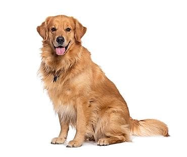 at almaq isteyirem: Golden Retriever – mehriban və ağıllı ailə iti sərgi çempionlarinin — 1