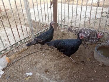 Hind quşları – qara və boz rəngli - Şəkillərdə görünən sağlam hind — 4