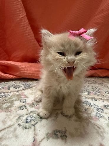 pisik pulsuz: Erkək, Dişi, Yaxşı əllərə, Ünvandan götürmə, Pulsuz çatdırılma, Ödənişli çatdırılma — 2