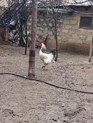 xoruzlar: Xoruz, il: 1, Ünvandan götürmə — 3