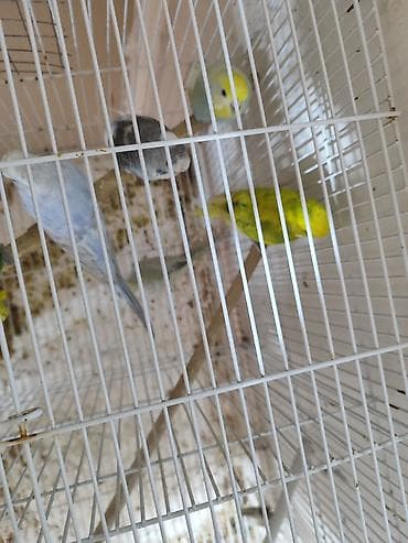 qus satisi: Hazır erkək və dişi quşlar. bəziləri 1-2 dəfə bala verib. 2 erkək 3 — 5