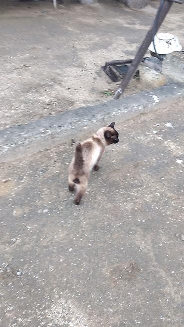 pisik almaq: Siam — 5