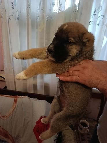 1 ay, Erkek lalafo.az -da 1 ay, Erkek