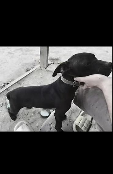 pitbul: Salam satılır tam sağlam amerikan pitbul terrier saf qan erkəy — 1