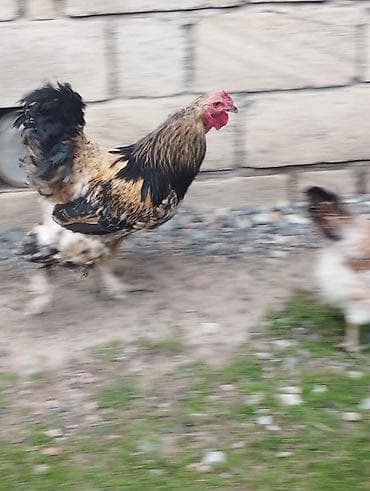 ag xoruz: Xoruz, Brama, il: 2, Ödənişli çatdırılma — 4