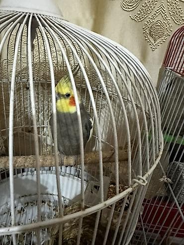 tovuz quşu: AşkmCici kuş deyir kim isdəsə videosun ata bilərəm Başa qonur çox — 3