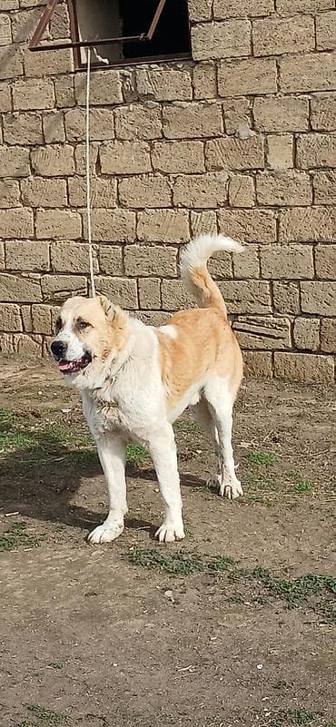 Qurdbasar, 2 il, Erkek, Peyvəndli