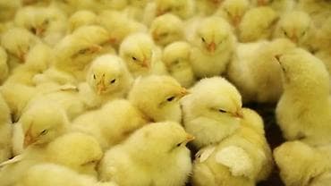 Toyuq cücələri, Damazlıq