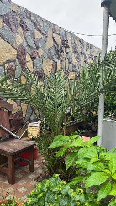 Xurma xurması (xurma ağacı) – dekorativ palma - Növ: Xurma (Phoenix lalafo.az -da Xurma xurması (xurma ağacı) – dekorativ palma - Növ: Xurma (Phoenix