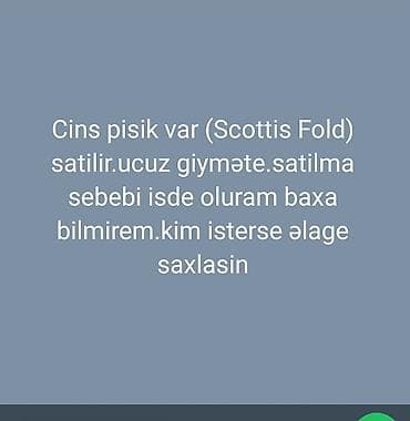 su qabı: Şotland yastı qulaq — 1