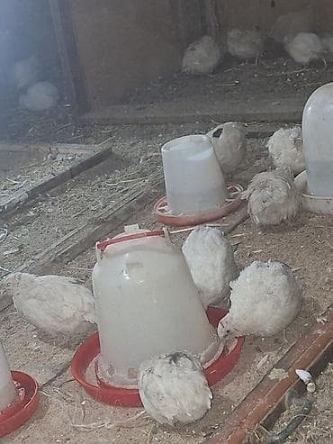 Məhsul: Bildircinlər və bildircin yumurtaları Təsvir: - Ağ və