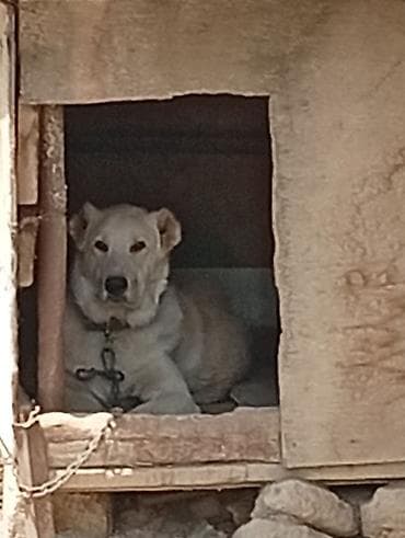 itlər üçün: İt yuvası – taxta konstruksiyalı - Material: qalın taxta lövhələr — 1