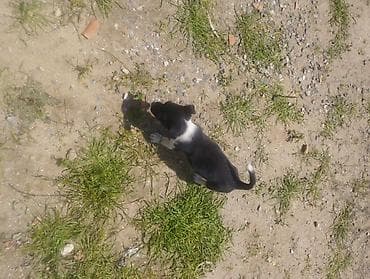 qanqal balası: Zvonok, 1 ay, Dişi, Peyvəndli, Ödənişli çatdırılma — 8