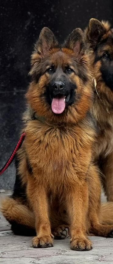 Pişiklər: Alman çoban iti, 1 il, Dişi, Peyvəndli, Ünvandan götürmə — 1