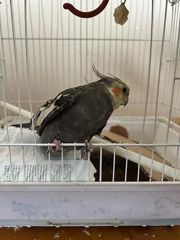 sabuncu heyvan bazari: Sultan papuqayi
Qefesle aksesuarlarla birge satilir — 4