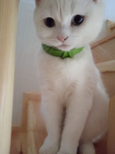 мейн кун купить в баку: Ağ pişik – zərif və mehriban ev heyvanı - Rəng: tam ağ tüklər - — 1