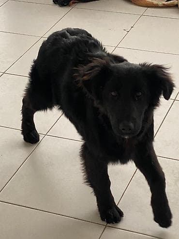 it sahiblenme: 5 ay, Dişi — 1