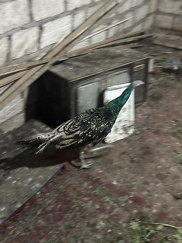 dekorativ quslar: Məhsul: Tovuz quşları qaraqanad ve hindistan Təsvir: Quşlar 8-11 — 1