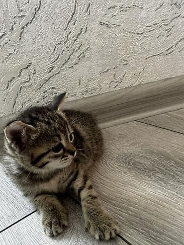 Tabbi, Yaxşı əllərə