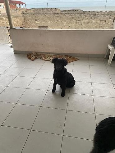 it sahiblenme: 5 ay, Dişi — 9