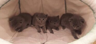 bala pişiklər: Britan, Erkək, Dişi — 5