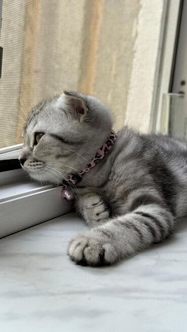 pişik boyunbağı: Şotland yastı qulaq — 2