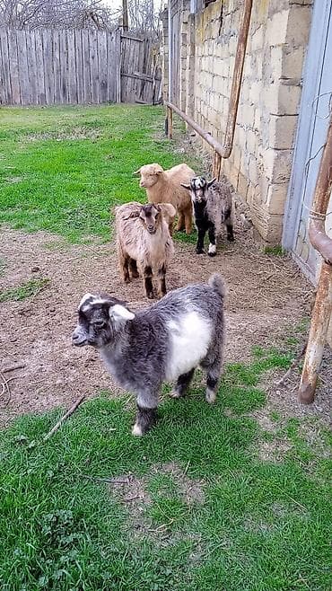 Salam cebişler 3 ayliqdilar 110 manat heleb birinci qarına doğacaq lalafo.az -da Salam cebişler 3 ayliqdilar 110 manat heleb birinci qarına doğacaq