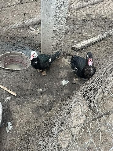 lal ördək sumqayıt: Salam lal örəklər satılır 6 aylıqdılar bir Fərə bir xoruzdu qiymət — 1