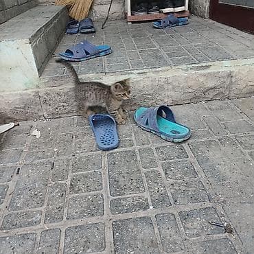 balaca it: Yaxşı əllərə — 3