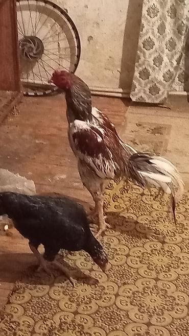 Птицы: Aseel tipli xoruz - Cinsi: Aseel (uzunboy, güclü skelet quruluşu — 4