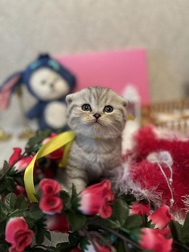 yorga at satilir: Şotland — 7