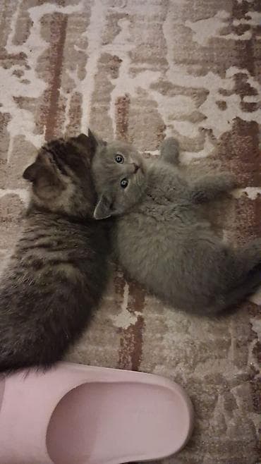 pisik yuvalari: Şotland yastı qulaq — 3