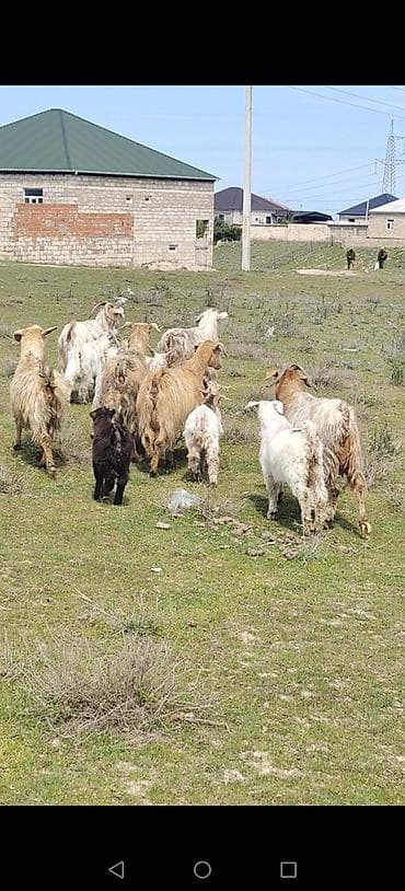 kənd təsərrüfatı heyvanları: Dişi, il: 2, Damazlıq, Ünvandan götürmə — 2