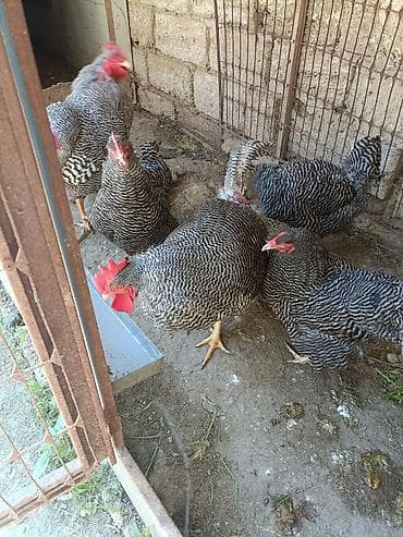 cuce ve xoruz: Barred Rock Plymouth. 3-fərə 3-xoruz 1il5 aylıqdılar təmiz qan sağlam — 8