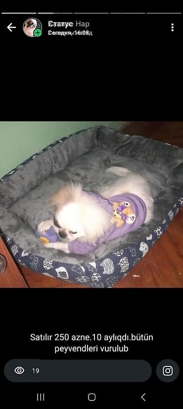 bakida it barinagi: Pekines, 10 ay, Dişi, Peyvəndli — 1