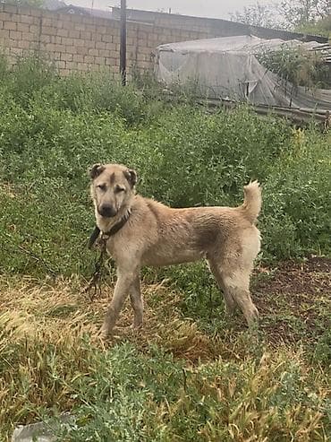ən gozəl itlər: 11 ay, Erkək, Ödənişli çatdırılma — 2