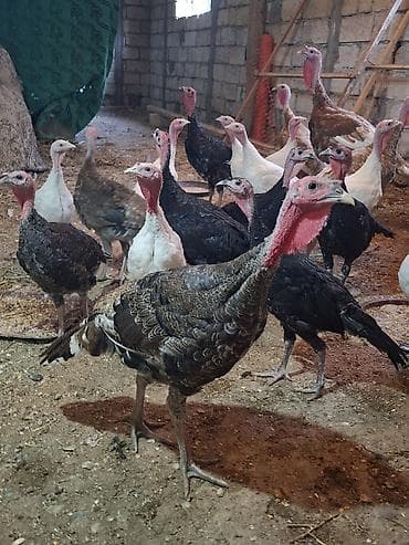 Məhsul: Hinduşka sürüsü Təsvir: - Sürüdə müxtəlif rəngli hinduşkalar