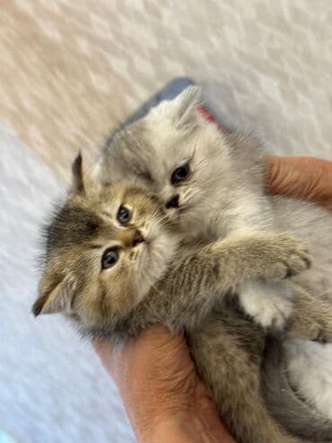 şotlan pişik: Şotland yastı qulaq, Erkək, Dişi, Yaxşı əllərə, Ünvandan götürmə, Pulsuz çatdırılma, Ödənişli çatdırılma — 222