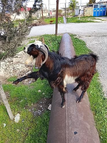 akvarium 120 cm: Satılır – Erkək keçi - Cins: uzunsaçlı, qara-qonur-ağ rəng qarışıq - — 3