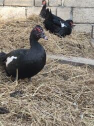 Коровы, быки: Zümrüd xoruz 40 manat bala xoruzlar 30fərələr 20 manat — 1