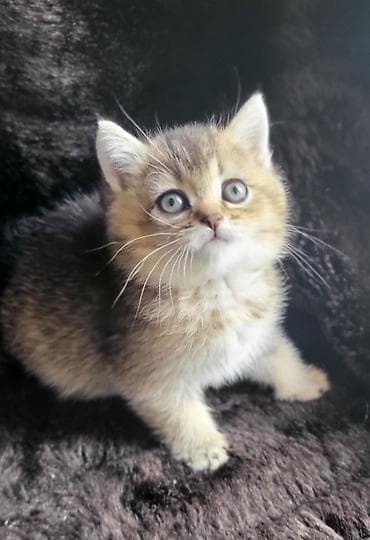 pulsuz pisiy: Şinşilla — 5