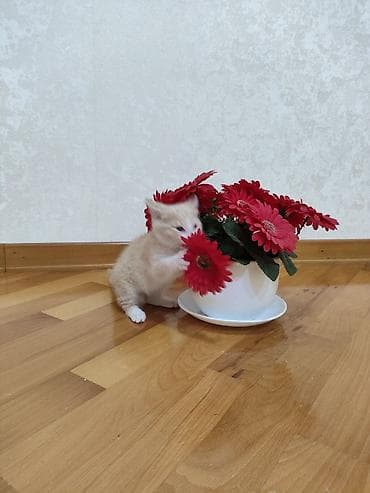 pulsuz video cat: Dişi — 2