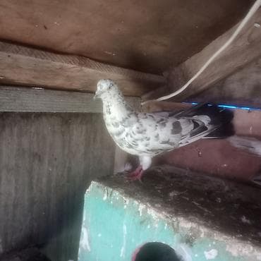 bildircin quşu: Enli quyruq çiler uzun quşlardi hazir cütduler bala veren quslardi — 2