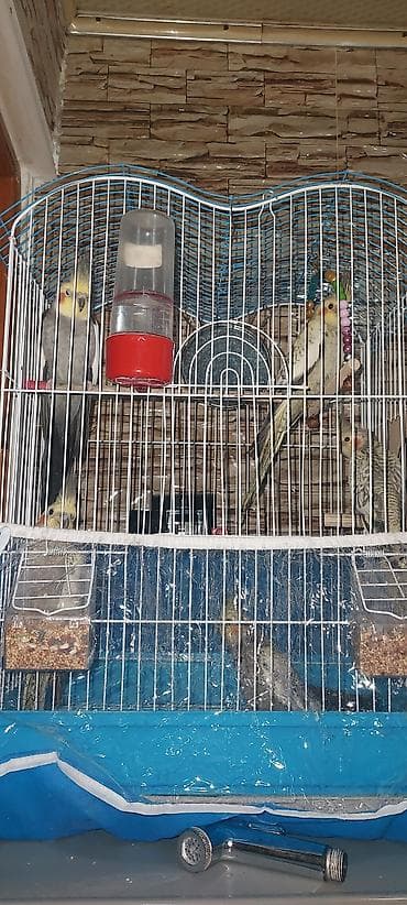 enli quyruq: Nimfa (cockatiel) tutuquşuları və qəfəs dəsti - Növ: Nimfa (Nymphicus — 1