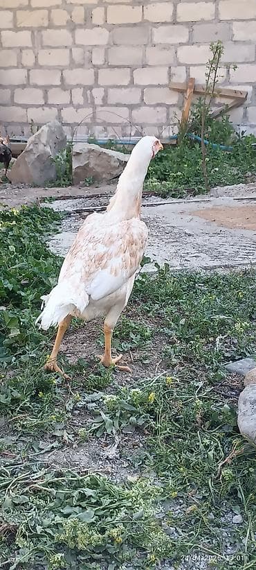 it satilir ucuz: Toyuq, Damazlıq — 2