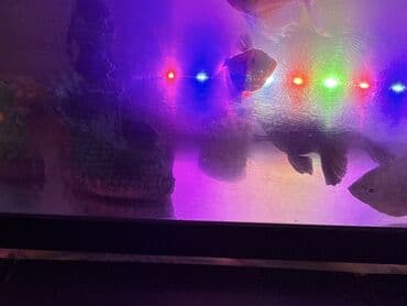 panda baligi: LED işıqlı akvarium seti - Şəffaf plastik gövdəli, qapaqlı akvarium - — 2