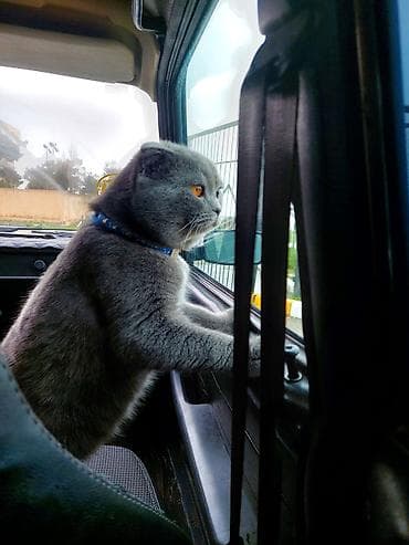 Şotland yastı qulaq, Erkək, Ünvandan götürmə lalafo.az -da Şotland yastı qulaq, Erkək, Ünvandan götürmə