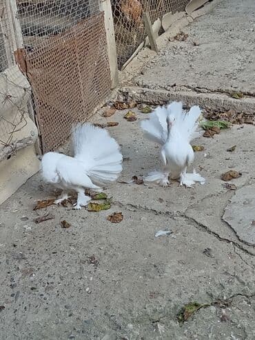 ineklerin satisi: Cüt pavlinlər satılır. istəyən olsa vpya yaza bilər — 2